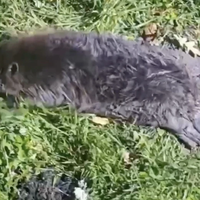 З Тернополя до Львова доправили травмованого бобра: в нього паралізовані задні лапи