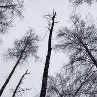 У парку Тараса Шевченка видалять аварійні дерева