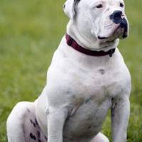 Суд конфіскував у тернополянина бульдога за напад на перехожого