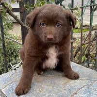 Жителів Тернопільщини просять забрати собачку, від якої відмовилися (фото)