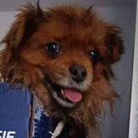 На Чортківщині водій збив собаку і втік з місця інциденту (фото)