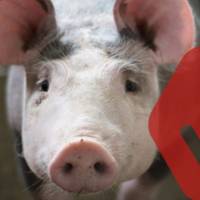 Спалах африканської чуми на Збаражчині: оголошено карантин