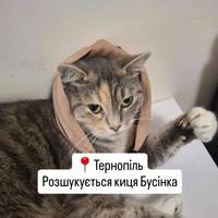 Шукають Бусінку: Тернополяни просять допомоги у пошуках киці, зниклої після обстрілу