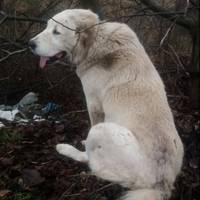 «Прив'язали до дерева на смітнику»: у Чорткові шукають домівку для алабая (фото, відео)