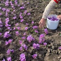Фермер у Чортківському районі вирощує найдорожчу спецію у світі (фото)