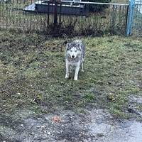 У Підволочиську в районі кладовища блукає доросла породиста собака