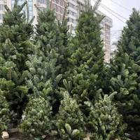 У Тернополі з 4 грудня розпочинають продаж живих ялинок: список адрес