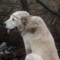 Врятований у Чорткові алабай Альфа може знову опинитися на вулиці – волонтери просять допомоги