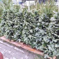 Новорічні ялинки: ціни та асортимент в Тернополі