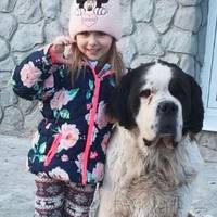 Терміново шукають дім 5-річній собаці породи сенбернар (фото)