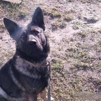 У Почаєві пес пошкодив дитині обличчя і зламав щелепу. Як суд покарав власника?