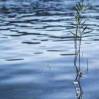 У річці на Тернопільщині знайшли тіло чоловіка