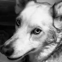 «Білочки більше немає»: у Бучачі вбили собаку (фото)