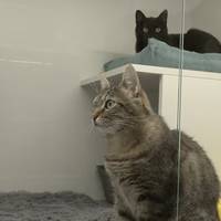 Дві кішки, яких привезли з фронту в Тернопіль, знайшли нову домівку