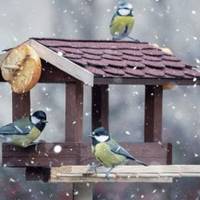 Робіть годівнички: жителів Тернопільщини закликають підгодовувати птахів