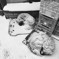 Від Тарнополя до Тернополя