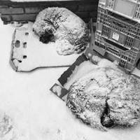 Скандал у Козовій: волонтери звинувачують місцеву владу у жорстокому поводженні з тваринами та нищенні їхніх укриттів