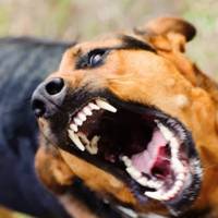 На Чортківщині виявили сказ у домашнього улюбленця