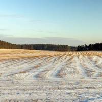 На Тернопільщині у полі виявили тіло жінки