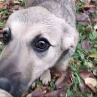 Тернополяни шукають господарів для двох молодих собак, яких невідомі підкинули у двір