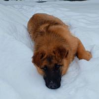 Тернопільські волонтери просять забрати собаку, яка зимою залишилася одна на вулиці (фото)