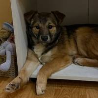 Зірвалось з повідка і зникло: у Тернополі розшукують цуценя, що загубилось в центрі міста (фото)