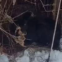 У селі на Тернопільщині на вулицю викинули старого, сліпого собаку (відео)