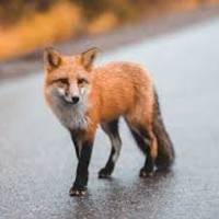 У центрі Тернополя помітили лисицю: очевидці підозрюють сказ (відео)