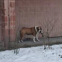 У Тернополі біля Технічного коледжу імені Пулюя помітили налякану собаку