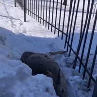 На Новому світі косуля застрягла в паркані та травмулася