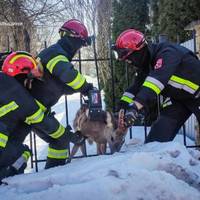 Тернопільські рятувальники показали, як визволяли дику косулю з металевої огорожі