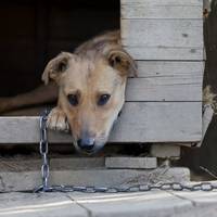 Тепер усі собаки та коти мають бути чиповані (з унікальним номером) і мати єдиний паспорт