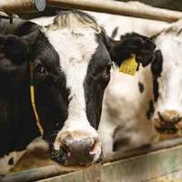 На Лановеччині зафіксували небезпечне захворювання великої рогатої худоби: громада стривожена