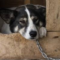 Собаки на прив’язі: у Держпродспоживслужбі Тернопільщини дали роз’яснення