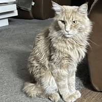 Зник на Дружбі породистий кіт — у Тернополі пропонують винагороду за його повернення