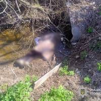 У канаві на Тернопільщині трагічно загинула жінка