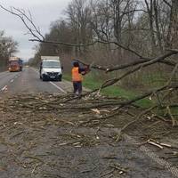 Сильний вітер повалив дерева на узбіччя доріг та проїжджу частину на Тернопільщині