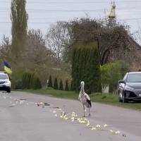 Зворушливе відео: лелека прилетів на прощання до загиблого українського воїна