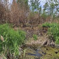 Екологи закликають розчистити болото на Кременеччині, де збереглися рідкісні види рослин із Червоної книги України