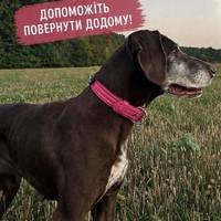 Зникла курцхаарка на Тернопільщині: господарі просять допомогти повернути собаку додому