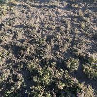 У Кременці вандали знищили квіткову клумбу, висаджену у формі Герба України