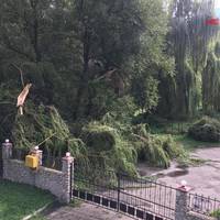 Буревій на Тернопільщині: негода пообривала дроти і повалила дерева