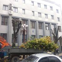 В Тернополі омолоджують міські дерева