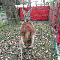 В тернопільському парку мордують екзотичних тварин