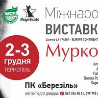 До Тернополя приїдуть коти зі всього світу