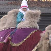 Верблюд, якого покинули у Хоросткові розважатиме дітей на новорічні свята