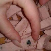 У Тернополі знайшли залишки перемеленої миші у ковбасі (ФОТО)