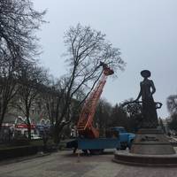 В центрі Тернополя зрізають аварійне дерево