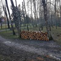 Скандальний тернопільський священик вирубує паркові насадження?