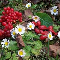 На Тернопільщині цвітуть квіти і розпускаються бруньки дерев